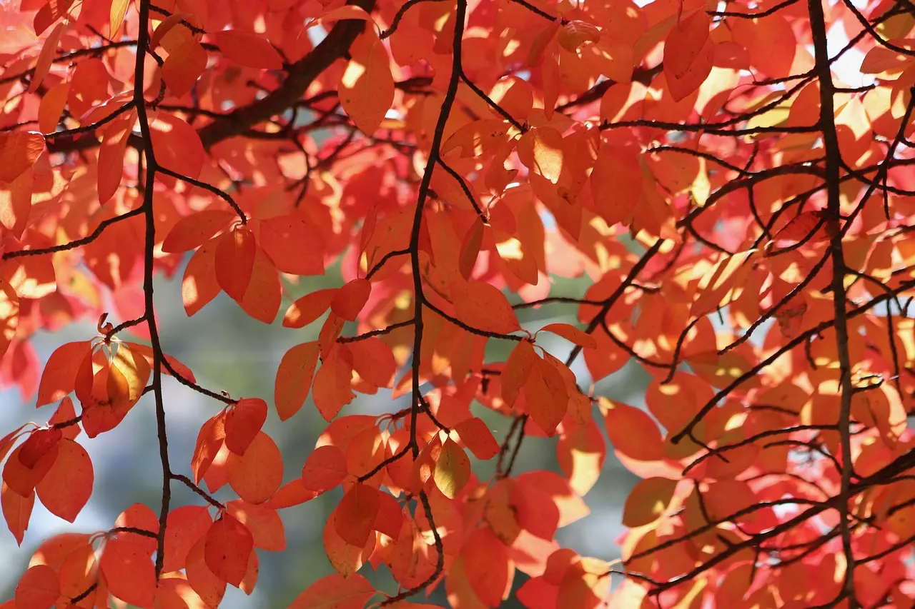 Tupelo, United States